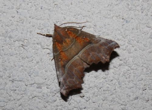Réf. 215 333 : Scoliopteryx libatrix